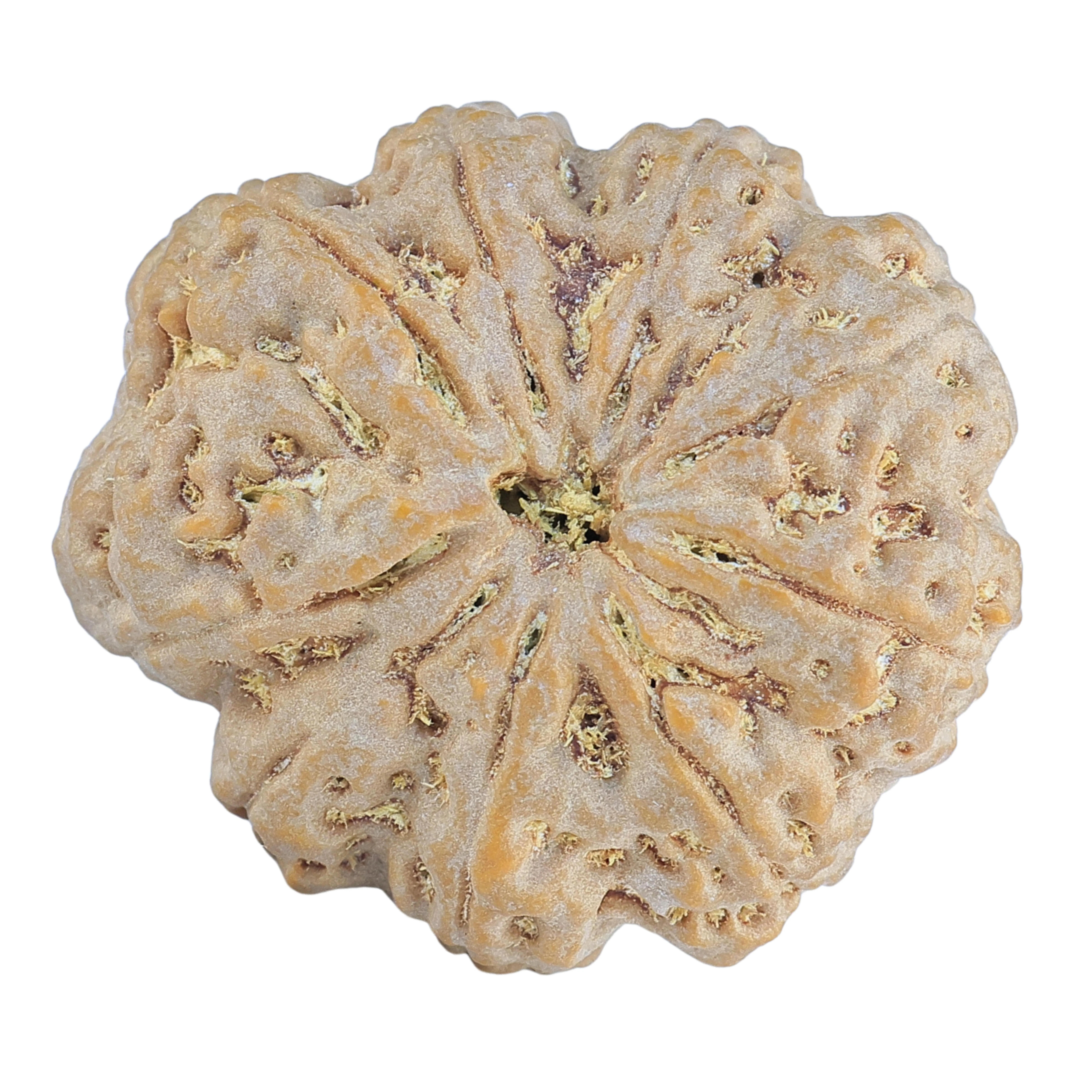 9 Mukhi Rudraksha 32.3mm 9.75gm - Rudraksha