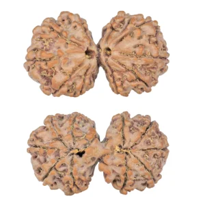 11 MK Gaurishankar 40mm 9.46gm - Rudraksha
