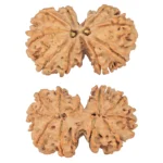 11 MK Gaurishankar 40.3mm 8.66gm - Rudraksha