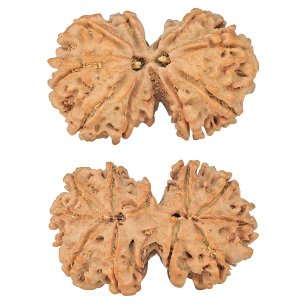 11 MK Gaurishankar 40.3mm 8.66gm - Rudraksha
