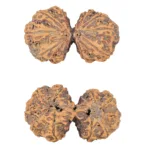 10 Mk Gaurishankar 40.5mm 9.38gm - Rudraksha