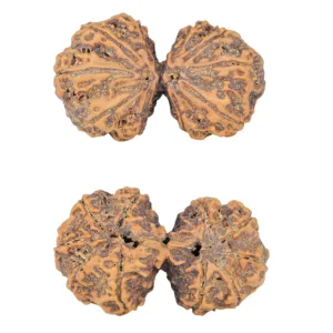 10 Mk Gaurishankar 40.5mm 9.38gm - Rudraksha