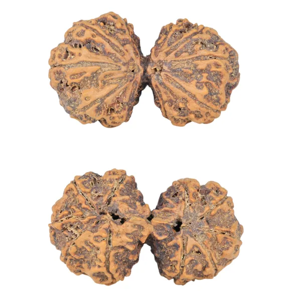 10 Mk Gaurishankar 40.5mm 9.38gm - Rudraksha