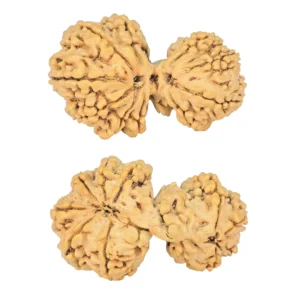 10 Mk Gaurishankar 35.8mm 5.64gm - Rudraksha