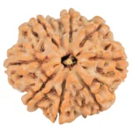 8 Mukhi Rudraksha 28.7mm 6.7gm - Rudraksha