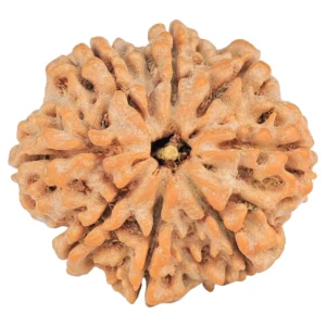 8 Mukhi Rudraksha 28.7mm 6.7gm - Rudraksha