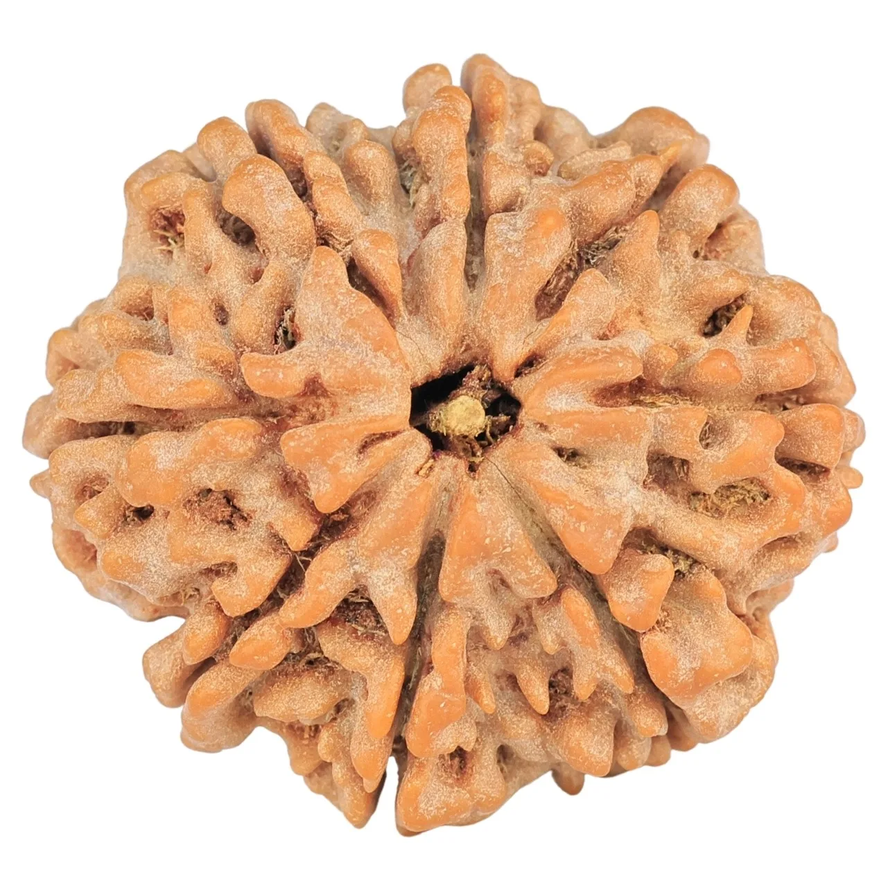 8 Mukhi Rudraksha 28.7mm 6.7gm - Rudraksha