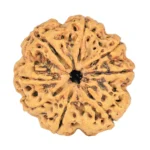 8 Mukhi Rudraksha 26.9mm 4.99gm - Rudraksha