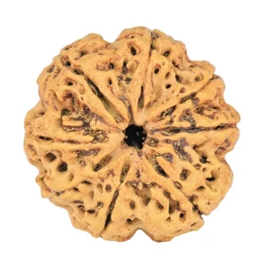 8 Mukhi Rudraksha 26.9mm 4.99gm - Rudraksha