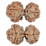 6 Mk Gaurishankar 32.6mm 5.57gm - Rudraksha