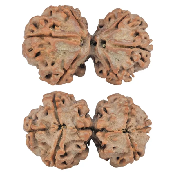 6 Mk Gaurishankar 32.6mm 5.57gm - Rudraksha