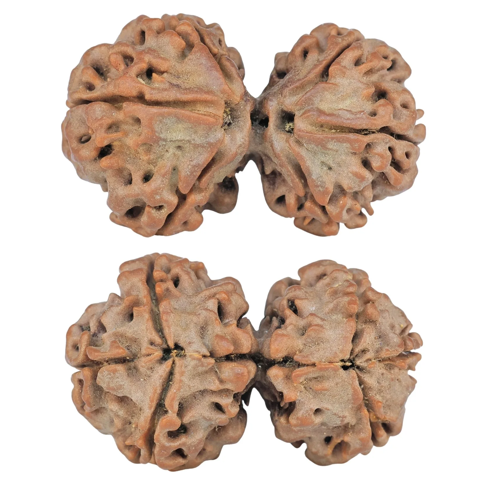 6 Mk Gaurishankar 32.6mm 5.57gm - Rudraksha