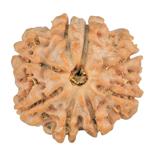 8 Mukhi Rudraksha 26.1mm 6gm - Rudraksha