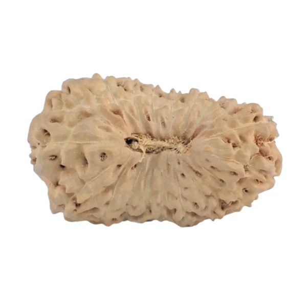 18 Mukhi Rudraksha 22.4mm 1.62gm - Rudraksha