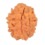 1 Mukhi Rudraksha 18.3mm 1.74gm - Rudraksha
