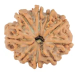 9 Mukhi Rudraksha 29.9mm 6.83gm - Rudraksha