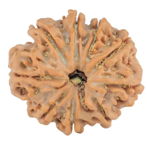 9 Mukhi Rudraksha 29.9mm 6.83gm - Rudraksha
