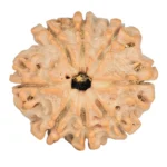 8 Mukhi Rudraksha 23.3mm 4gm - Rudraksha