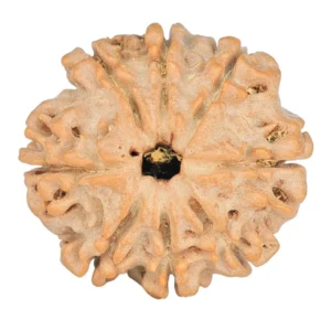 8 Mukhi Rudraksha 23.3mm 4gm - Rudraksha