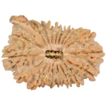 19 Mukhi Ganesh 32.1mm 5.33gm - Rudraksha