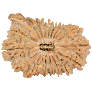19 Mukhi Ganesh 32.1mm 5.33gm - Rudraksha