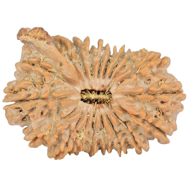 19 Mukhi Ganesh 32.1mm 5.33gm - Rudraksha
