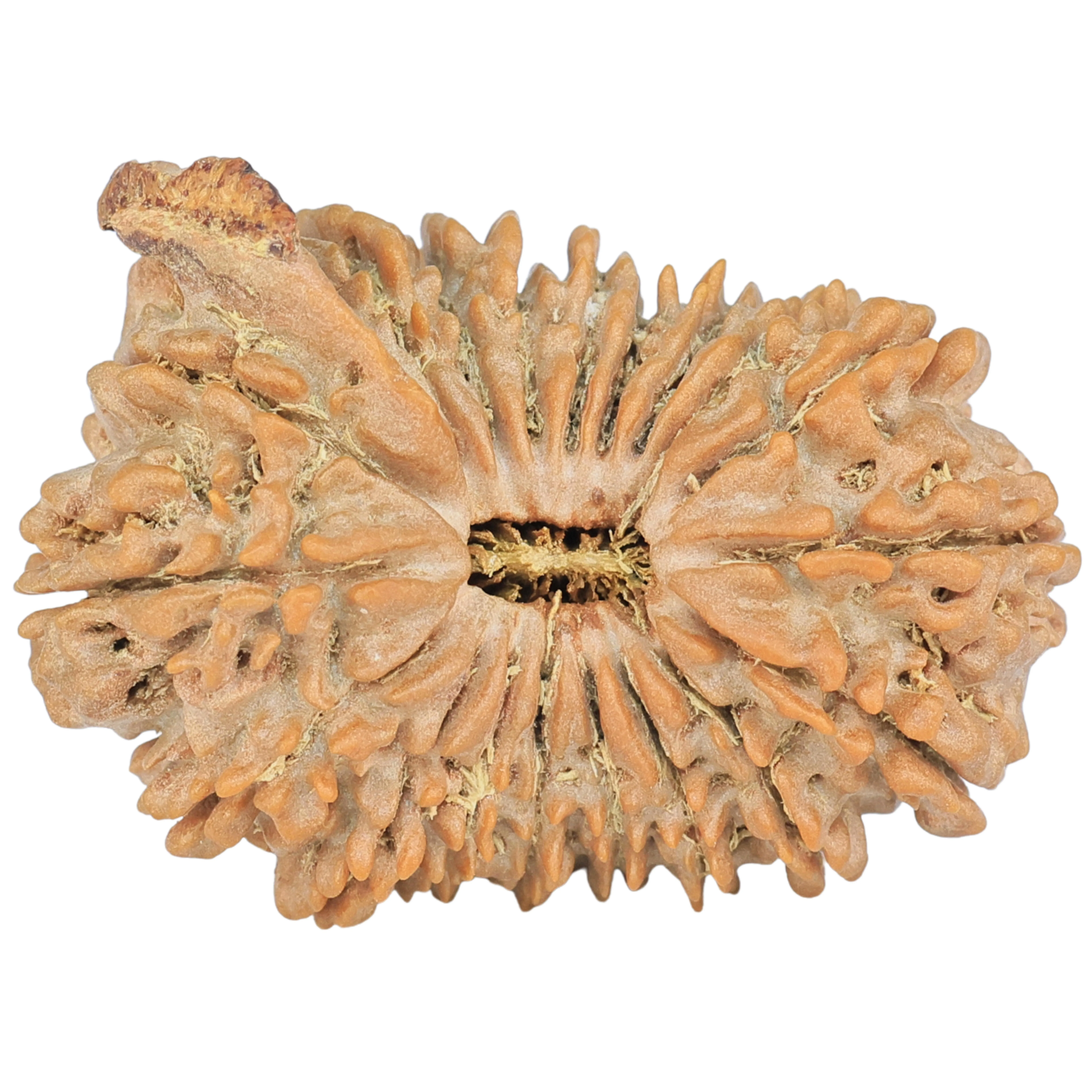 19 Mukhi Ganesh 32.1mm 5.33gm - Rudraksha