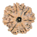 8 Mukhi Rudraksha 26.9mm 5.66gm - Rudraksha