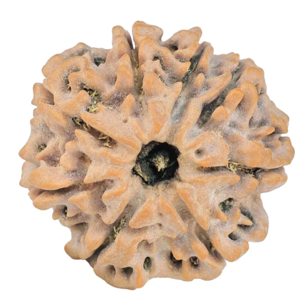 8 Mukhi Rudraksha 26.9mm 5.66gm - Rudraksha