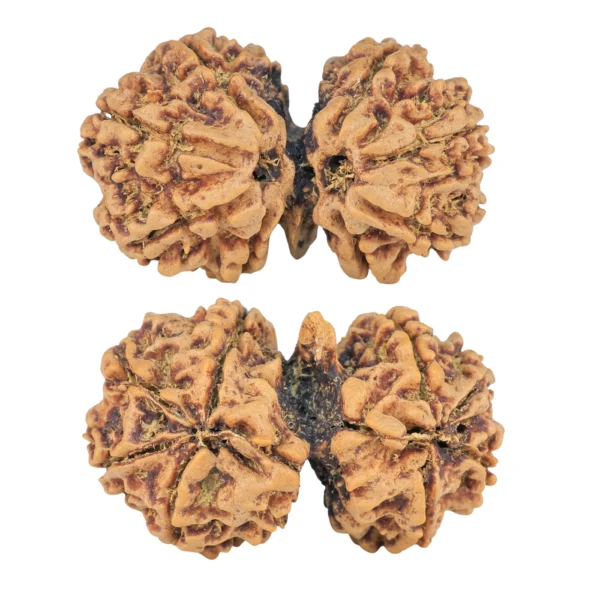9 Mukhi G.S & Ganesh 31.7mm 5gm - Rudraksha