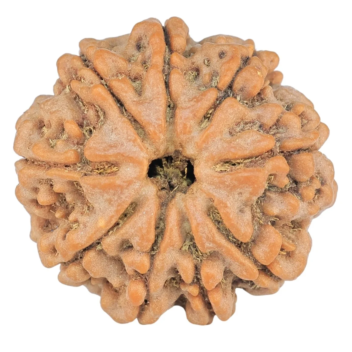 9 Mukhi Rudraksha 24.3mm 4.42gm - Rudraksha