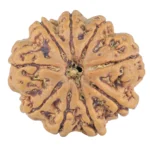 9 Mukhi Rudraksha 25.9mm 5.9gm - Rudraksha