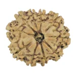 10 Mukhi Rudraksha 23.3mm 3.85gm - Rudraksha