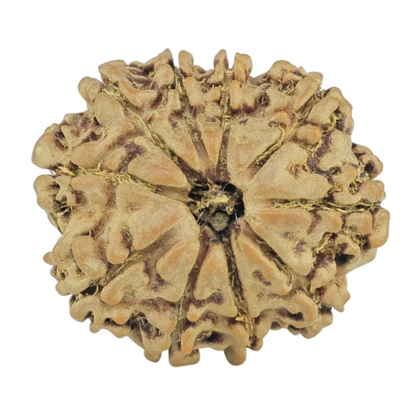 10 Mukhi Rudraksha 23.3mm 3.85gm - Rudraksha