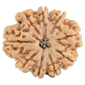 9 Mukhi Rudraksha 29mm 6.47gm - Rudraksha
