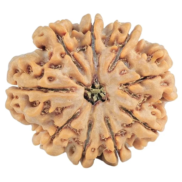 9 Mukhi Rudraksha 29mm 6.47gm - Rudraksha
