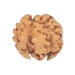 2 Mukhi Trijuti 12.8mm 0.5gm - Rudraksha