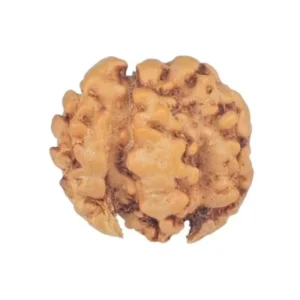 2 Mukhi Trijuti 12.8mm 0.5gm - Rudraksha