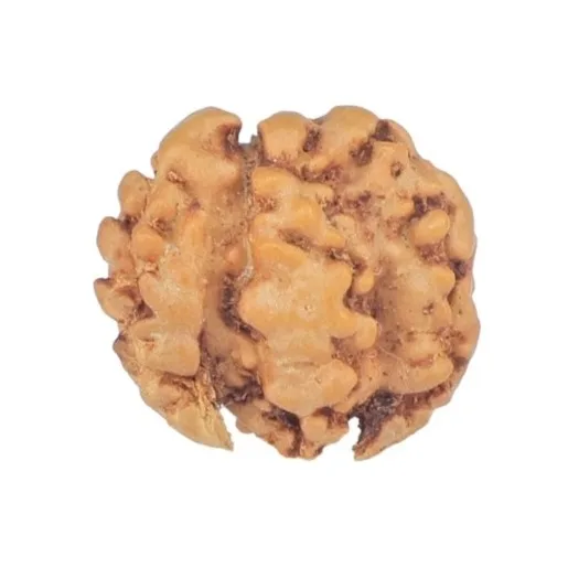 2 Mukhi Trijuti 12.8mm 0.5gm - Rudraksha