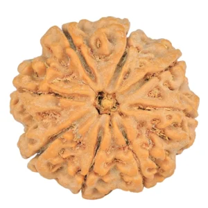 8 Mukhi Rudraksha 27.4mm 7gm - Rudraksha