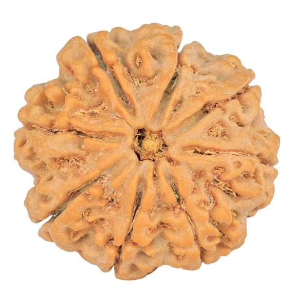 8 Mukhi Rudraksha 27.4mm 7gm - Rudraksha