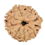 8 Mukhi Ganesh 20.1mm 2.52gm - Rudraksha