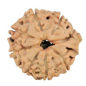 8 Mukhi Ganesh 20.1mm 2.52gm - Rudraksha
