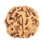 1MK(Underdeveloped) 20.4mm 3.23gm - Rudraksha