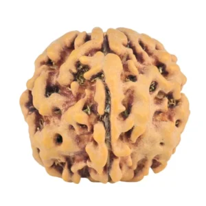 1MK(Underdeveloped) 20.4mm 3.23gm - Rudraksha