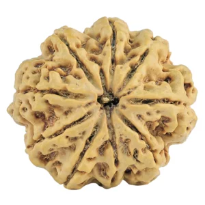 9 Mukhi Rudraksha 30.1mm 6.82gm - Rudraksha