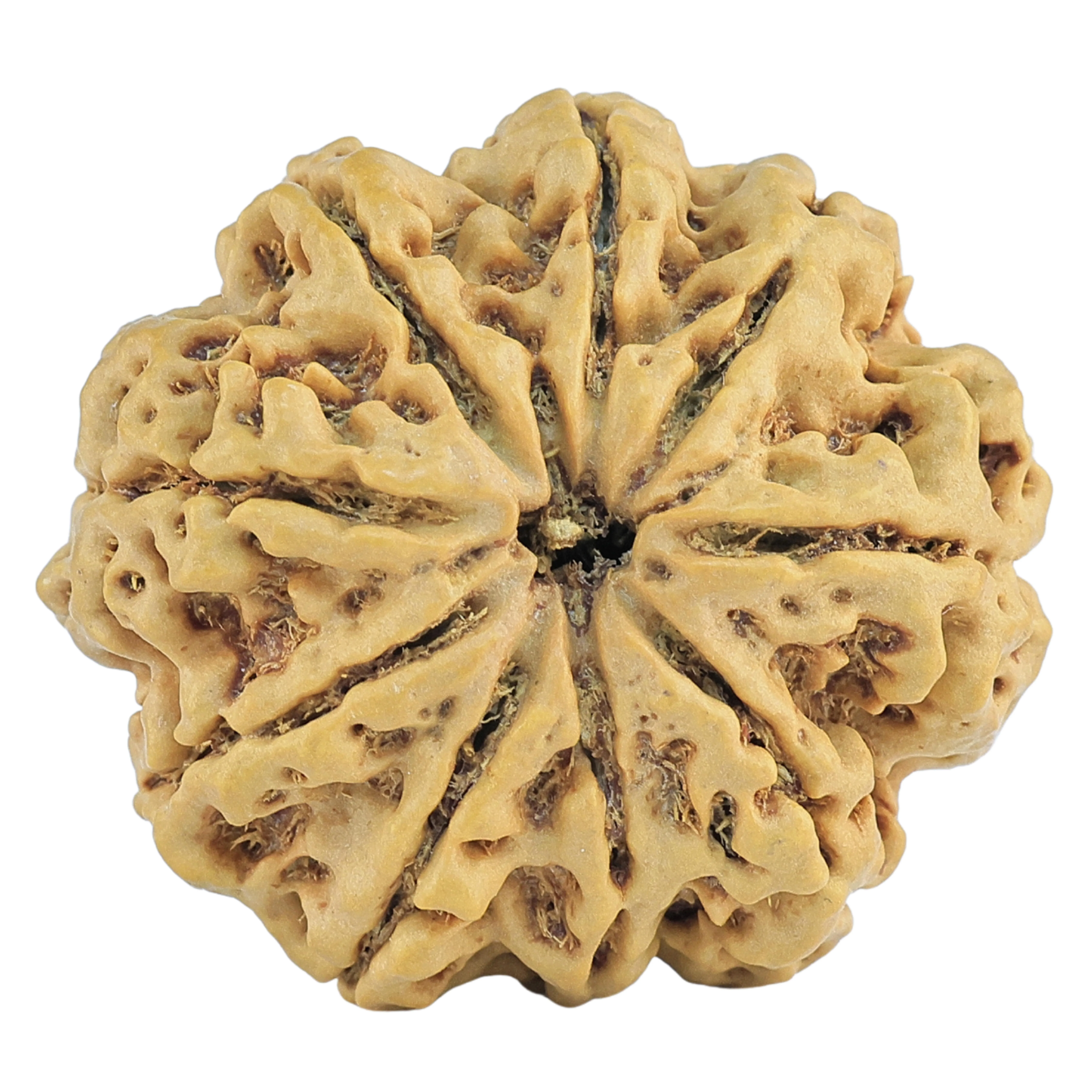 9 Mukhi Rudraksha 30.1mm 6.82gm - Rudraksha