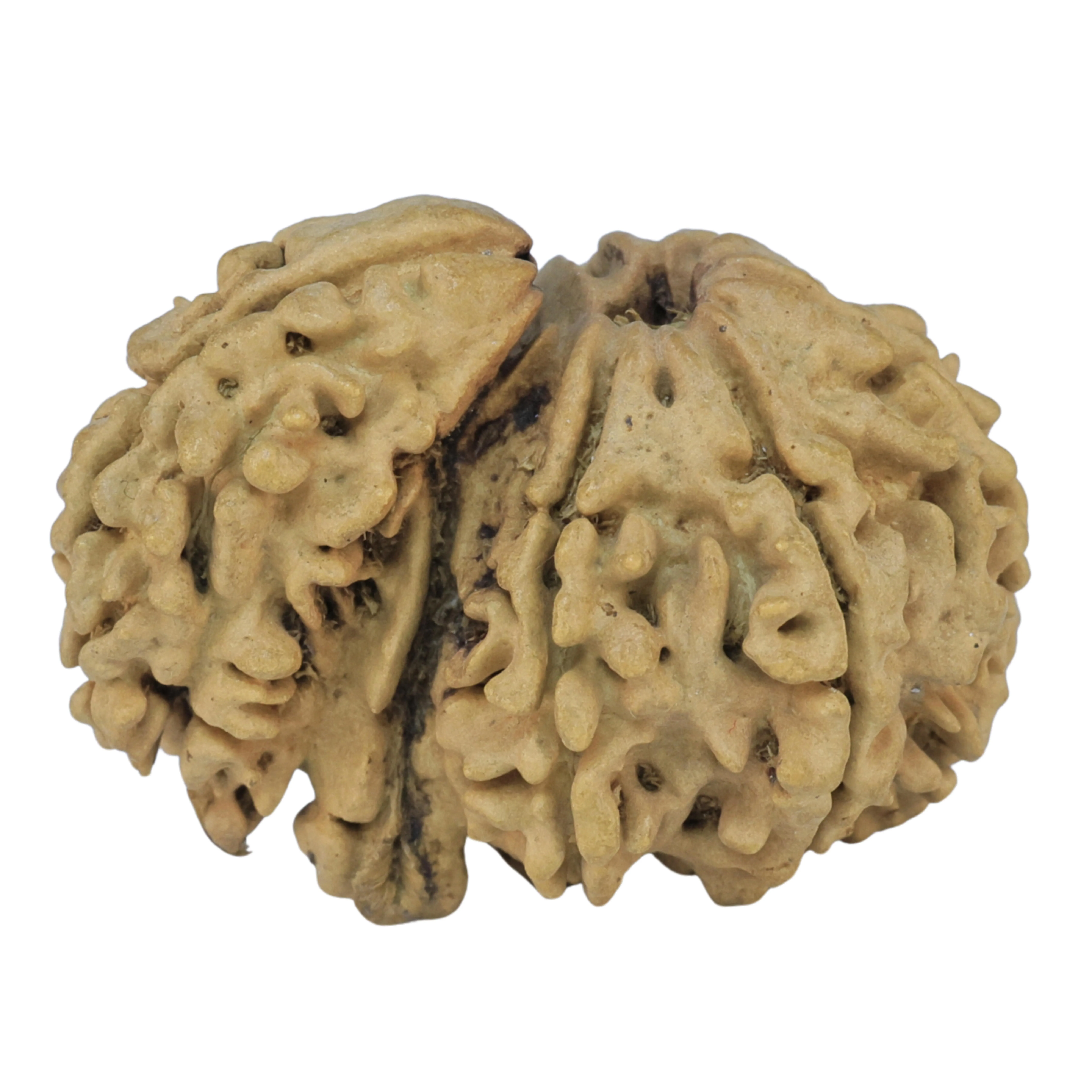 Sawar/Ganesh ( 5+1 ) 30.7mm 3.52gm - Rudraksha