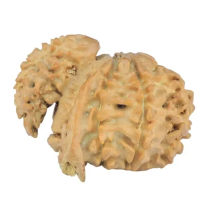 Sawar/Ganesh (7+1) 24.4mm 2.56gm - Rudraksha