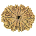10 Mukhi Rudraksha 27.8mm 2gm - Rudraksha